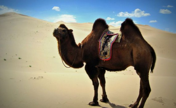 Mongolei Reise Kamel