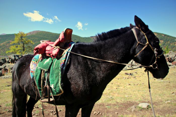 Mongolei Reise Pferd