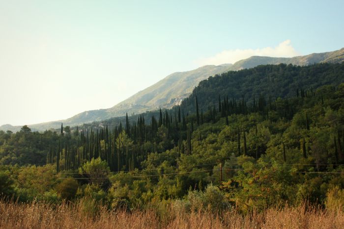 Montenegro Wald
