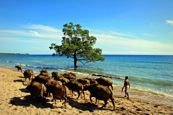 Timor Leste Tiere