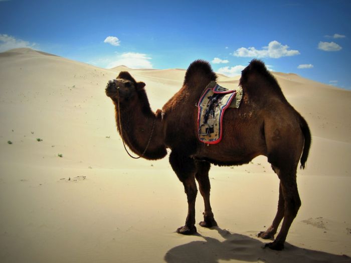 Mongolei Reise Kamel