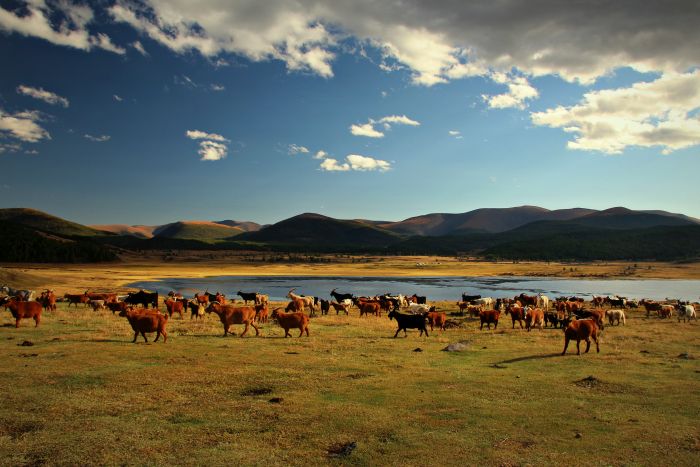 Mongolei Reise Tiere